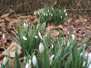 First snowdrops